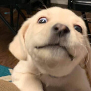 Sec.UwU