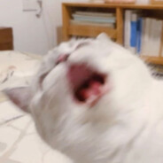 banana cat