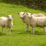 sheepfield
