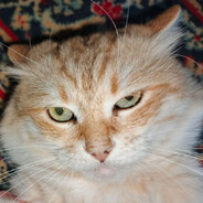 ZENITIFY7