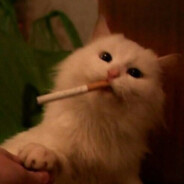 Gatito Bellaco