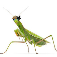 Lil Mantis Religiosa