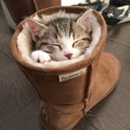 Hoecat