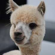 Alpaca with Alzheimers
