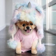 Jiff The Dog