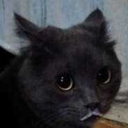 Misha