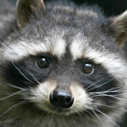 LivingRaccoon53