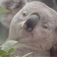 KoalaViolador