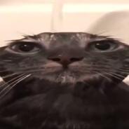 MrChleb