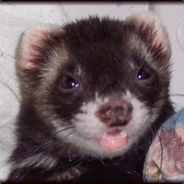 Ferocious Ferret
