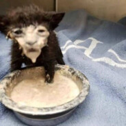 Abused Cat