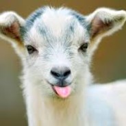 Goat
