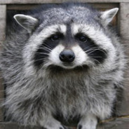 Rakun