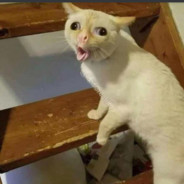IL CHAPI