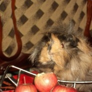 Koshka
