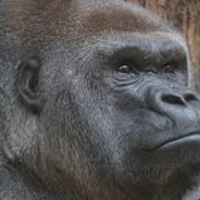 banan