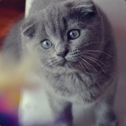 冷猫猫猫