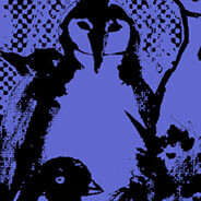 Penguin Colony