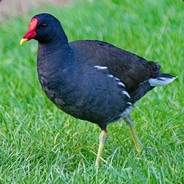 JulaKoxxx