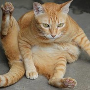 OrangeCatz