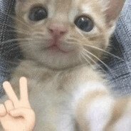 Rysiu