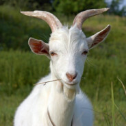 GOAT