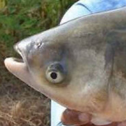 Luis Pescado