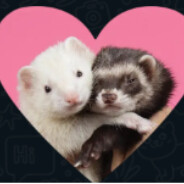 LS&LJ