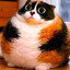 котость