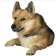 doge 2