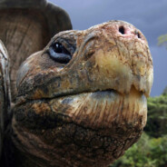 Galapagointenso
