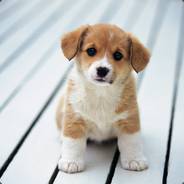 飞盘侠