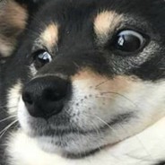 Amigo