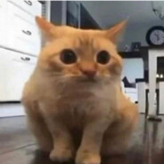 Spoingus