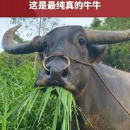 大大的大水牛
