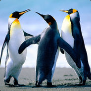 _ZeNoX_