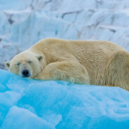 polar bear