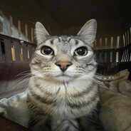 Katze