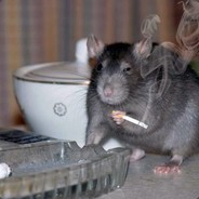 RATSPERM