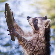 05 Racoon