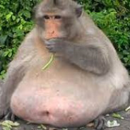 kum