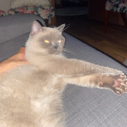 Kaya