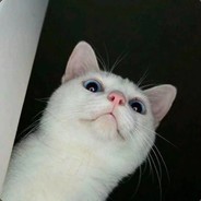 CATTTTTT