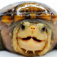 Turtle's