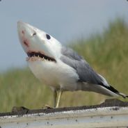 Le Sharkbird