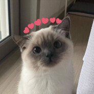 ♡︎𝖕𝖔𝖕𝖆♡