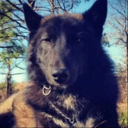 wolf
