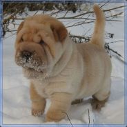 Sharpei