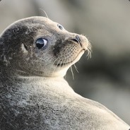 Sealshavesex?