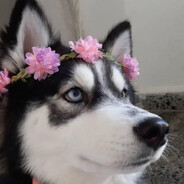 Kyssi